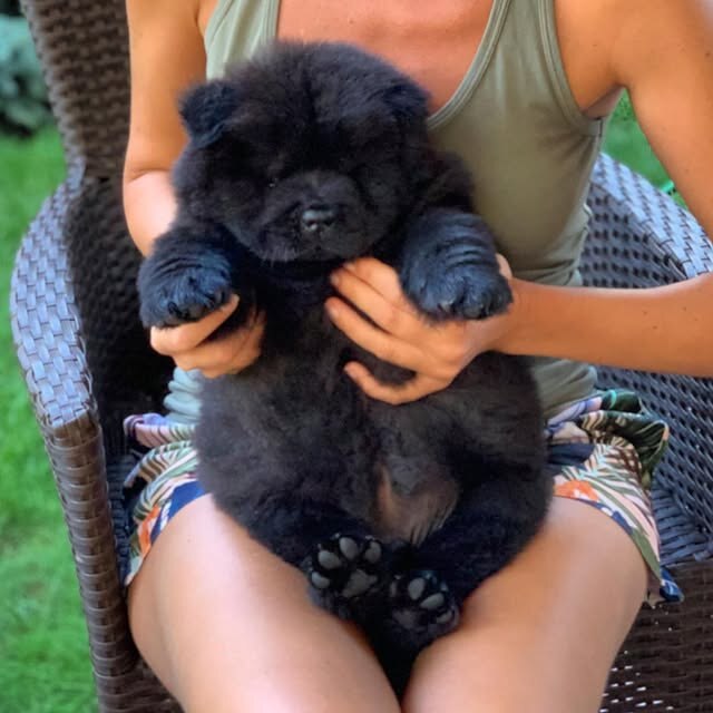A black Chow Chow puppy held during early family handling